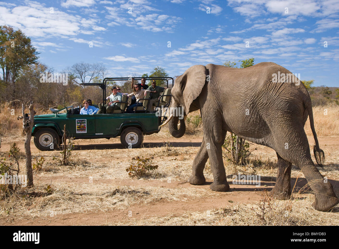 Tourists in game drive vehicle watching African Elephant (Loxodonta africana). Victoria Falls, Zimbabwe. Stock Photo
