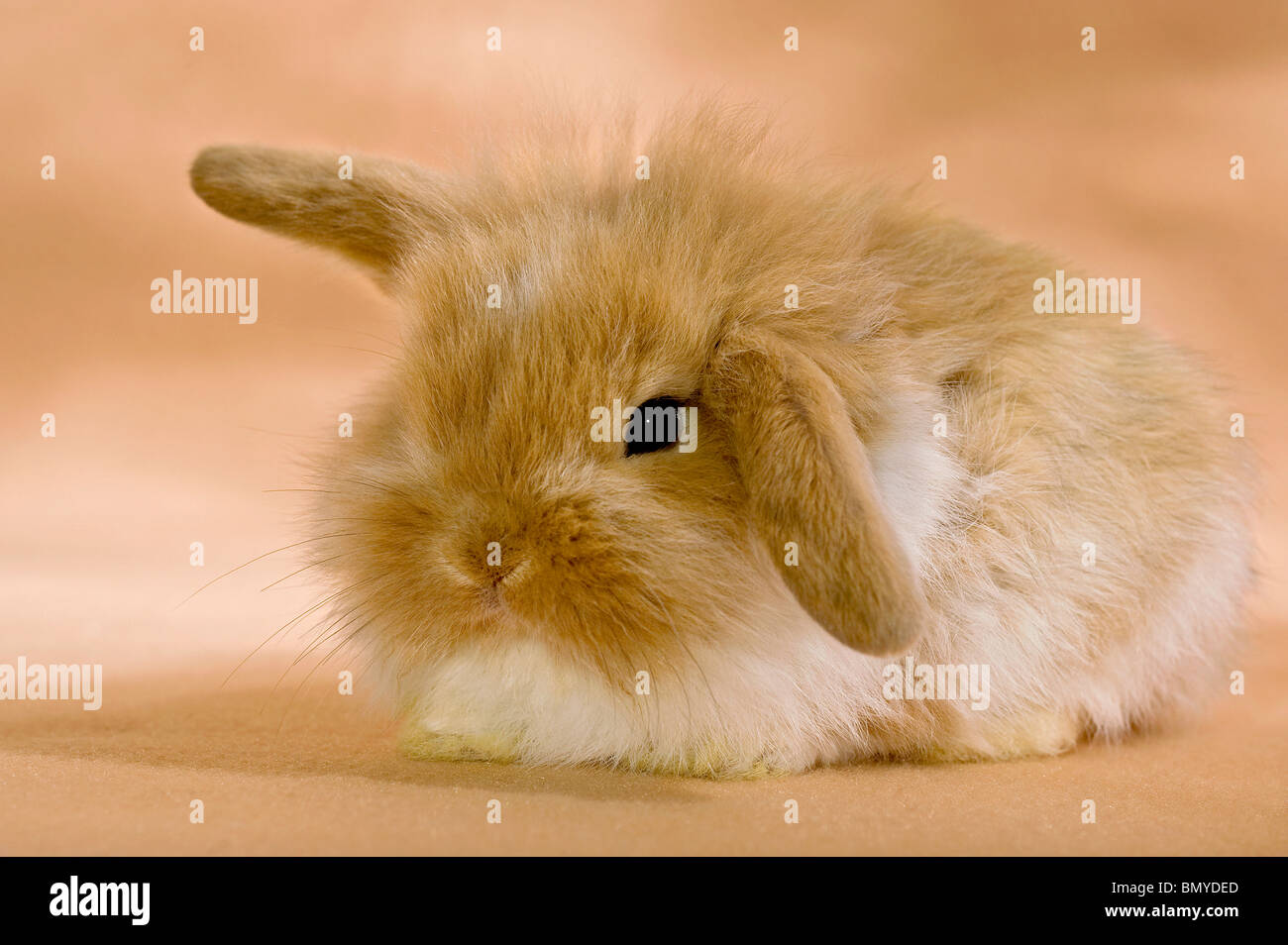 young lion-headed dwarf rabbit Stock Photo