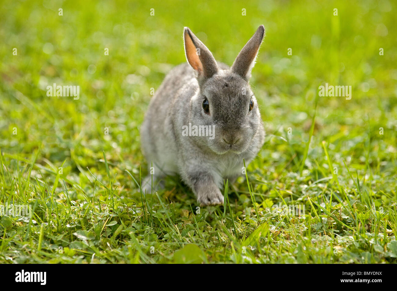 Dwarf rex rabbit hi-res stock photography and images - Alamy
