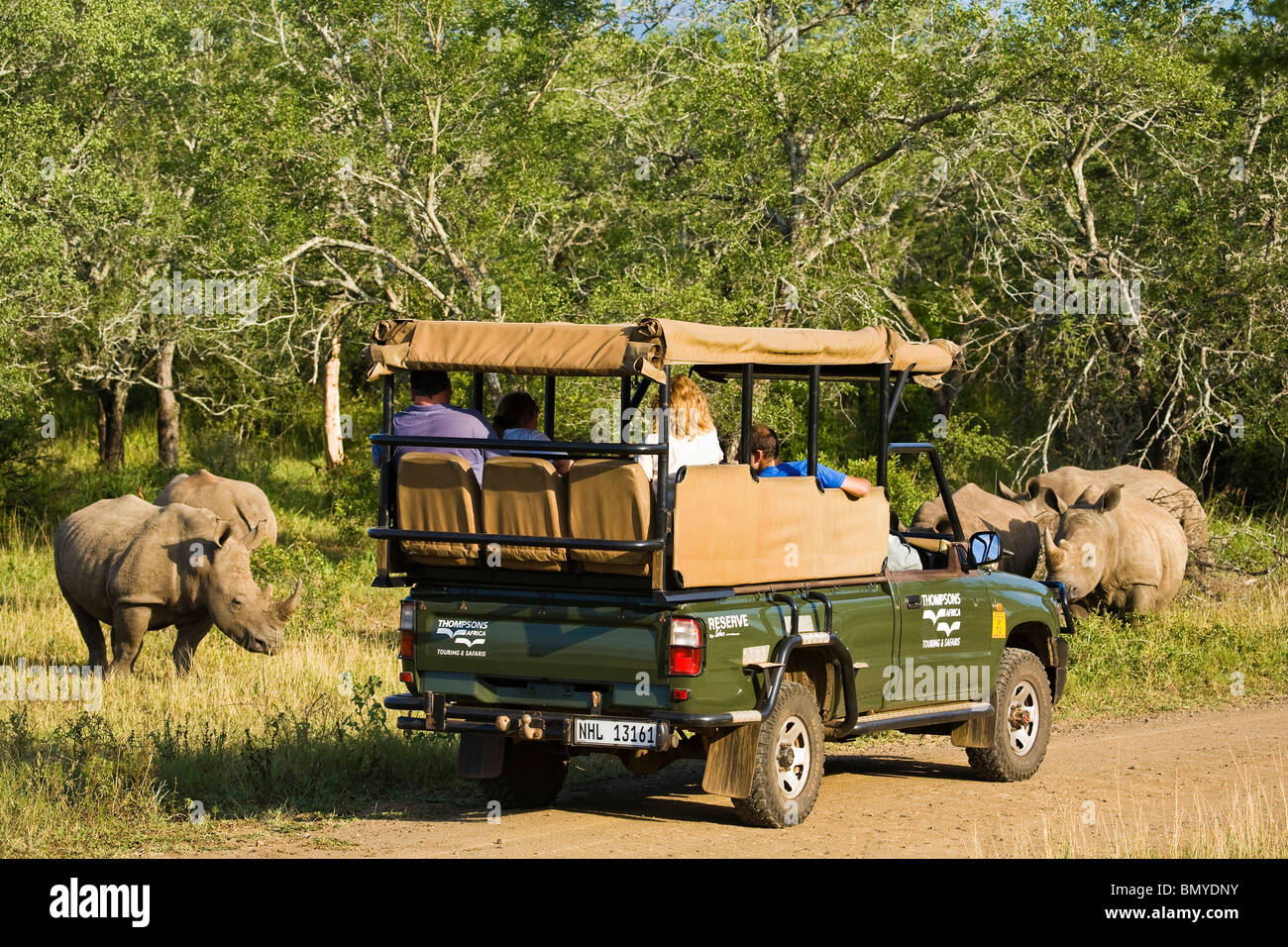 Tourists on Game Drive watching White Rhinoceros, Square-lipped Rhinoceros (Ceratotherium simum) Stock Photo