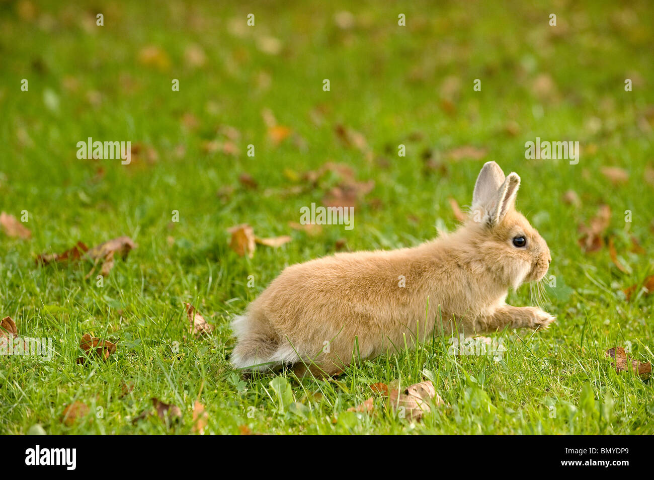 young lop-eared dwarf rabbit meadow Stock Photo
