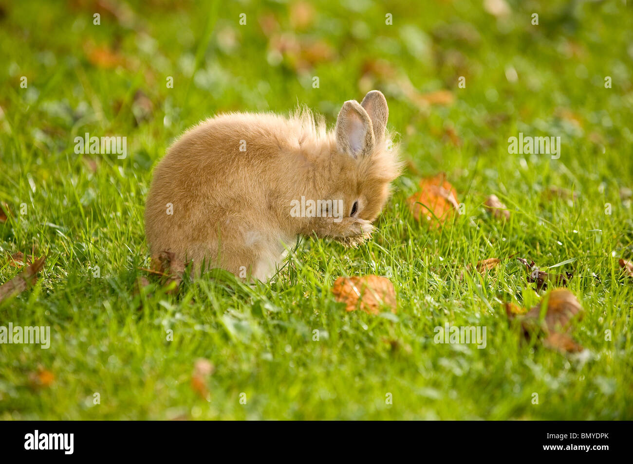 young lop-eared dwarf rabbit meadow cleaning itself Stock Photo