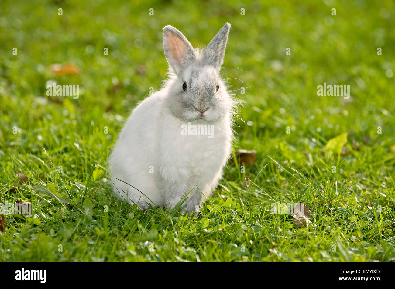 young lion-headed dwarf rabbit meadow Stock Photo