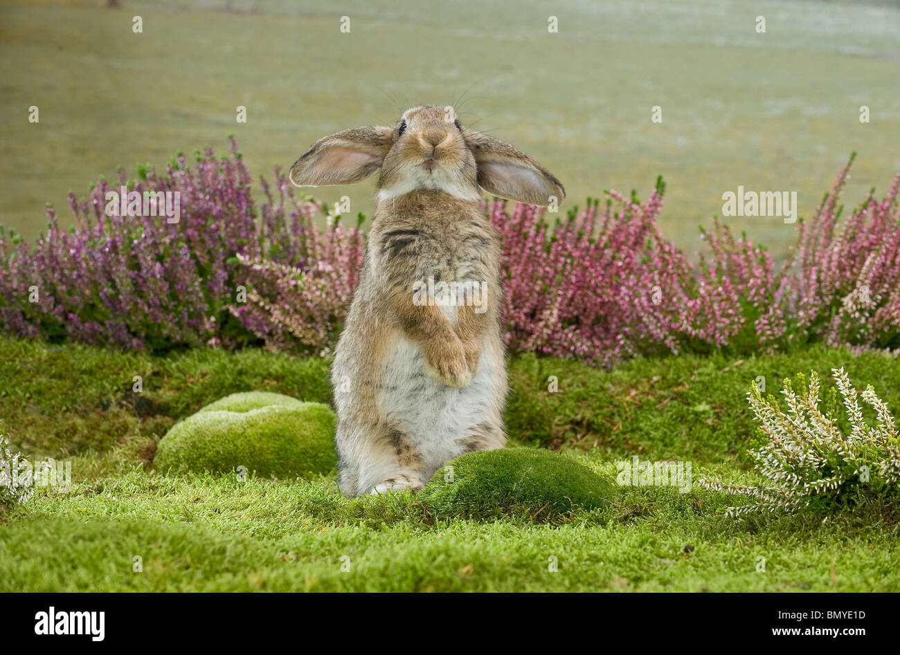 young lop-eared dwarf rabbit begging Stock Photo - Alamy