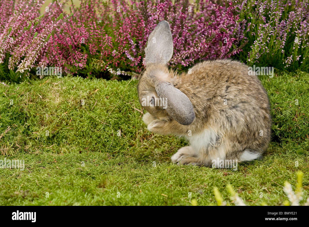 young lopeared dwarf rabbit cleaning itself Stock Photo Alamy