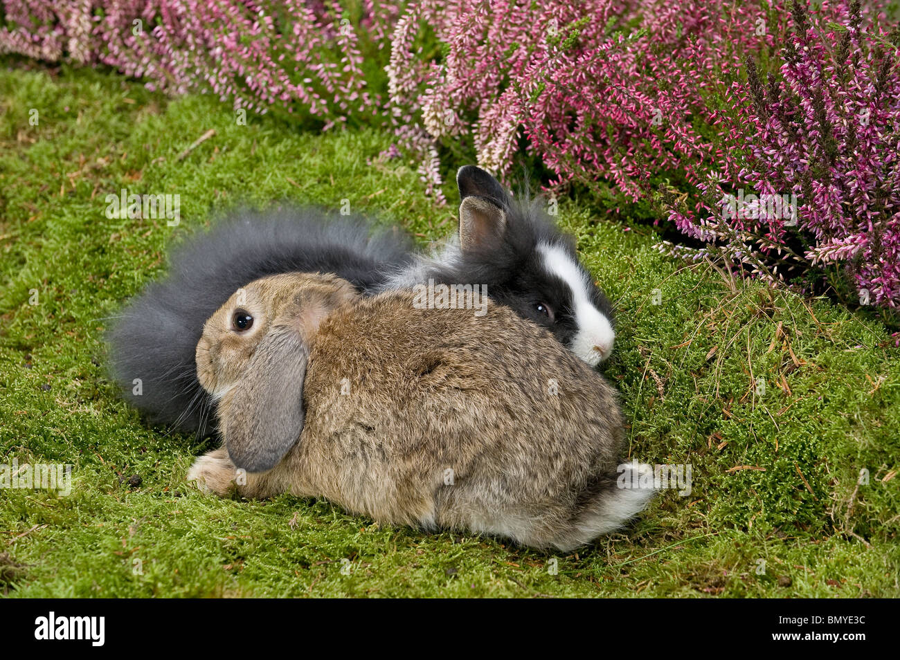 young lion-headed dwarf rabbit young lop-eared dwarf rabbit lying Stock Photo