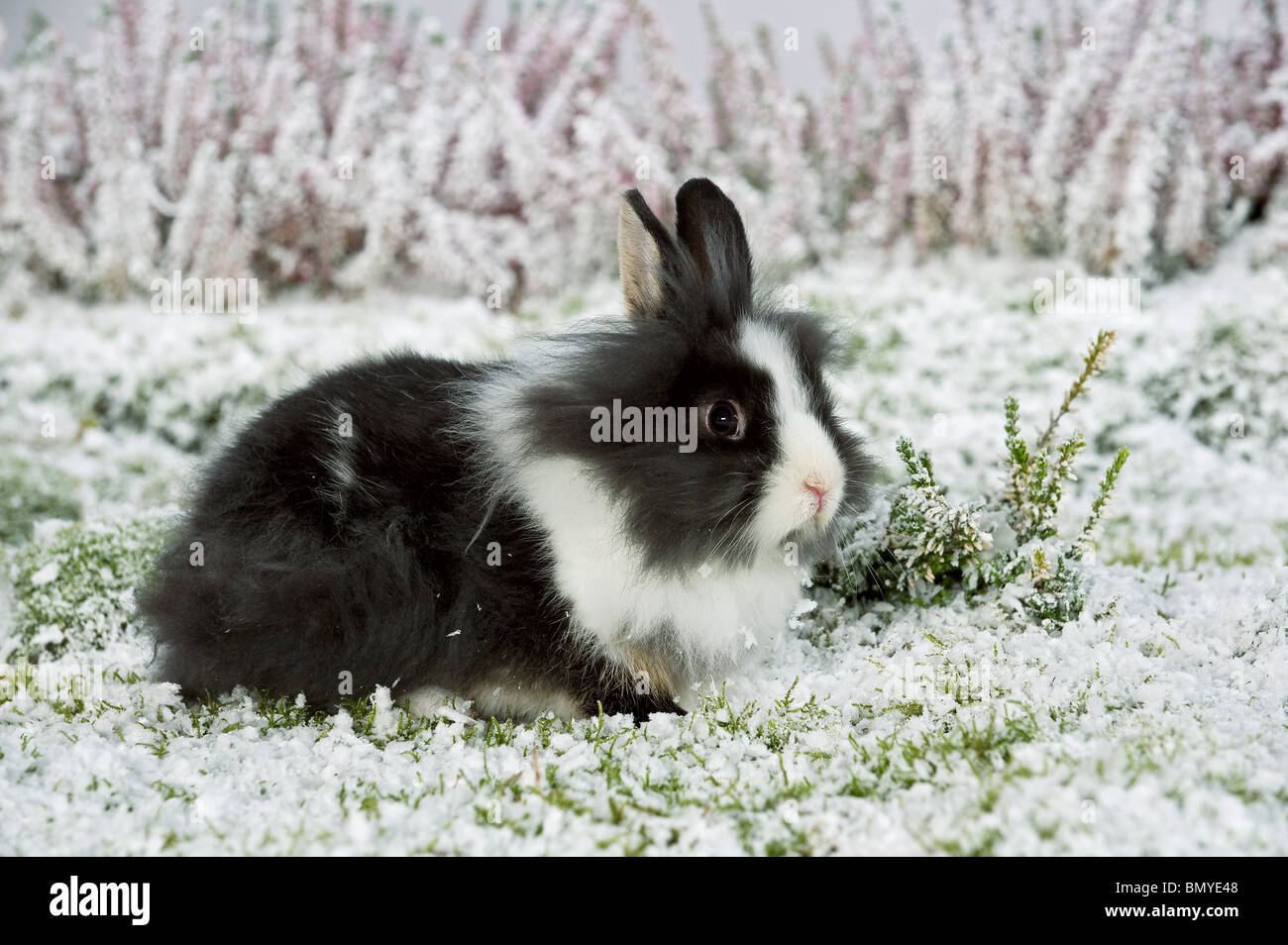 young lion-headed dwarf rabbit snow Stock Photo