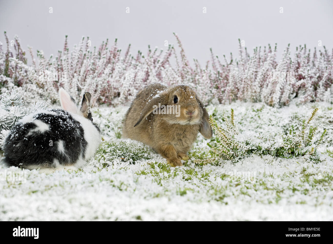 two dwarf rabbits snow Stock Photo - Alamy