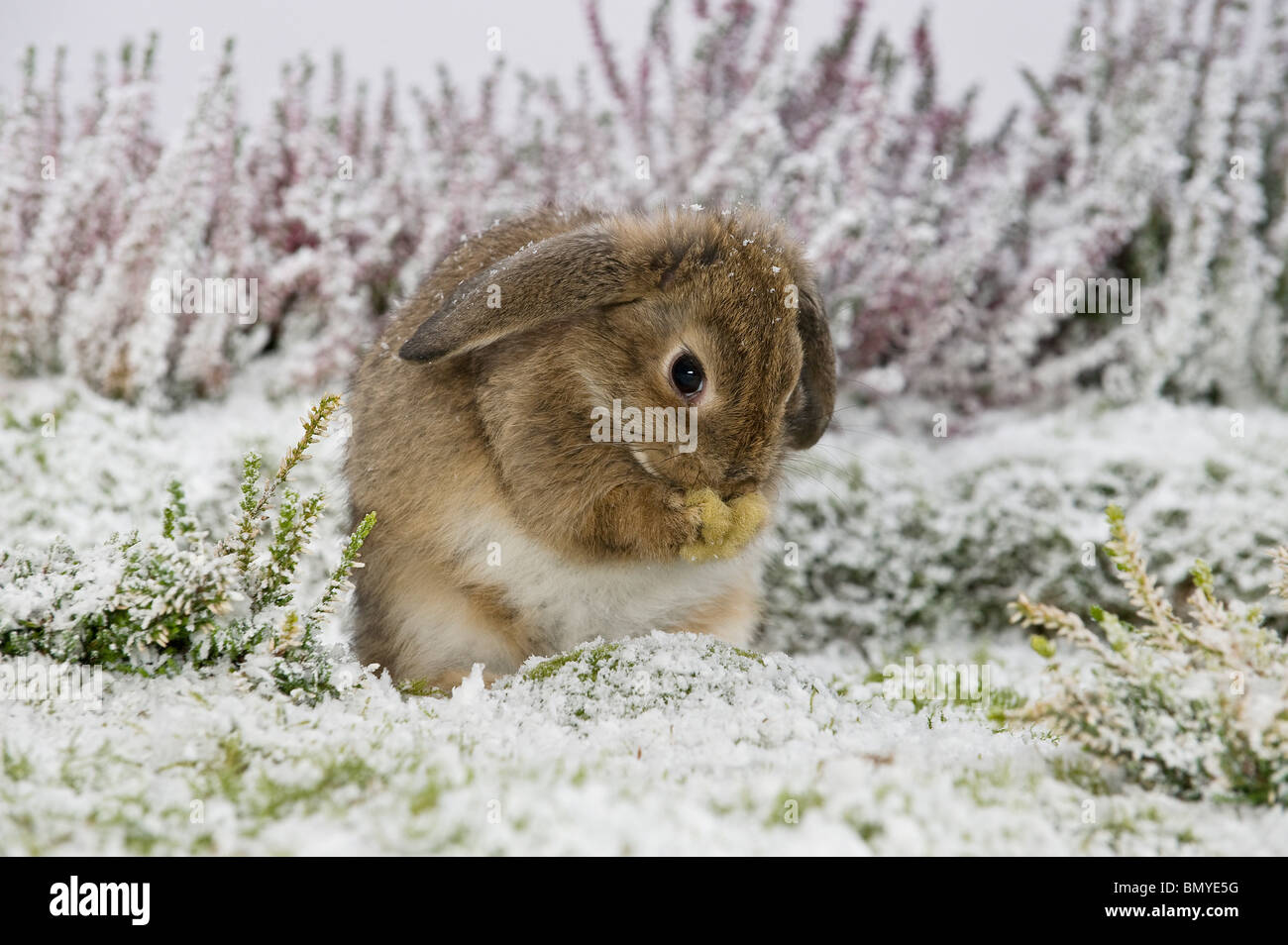 young lop-eared dwarf rabbit snow cleaning itself Stock Photo - Alamy
