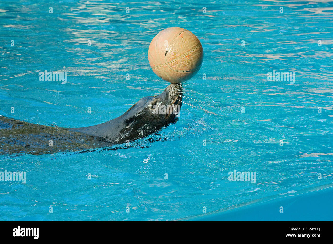 se lion ball Stock Photo