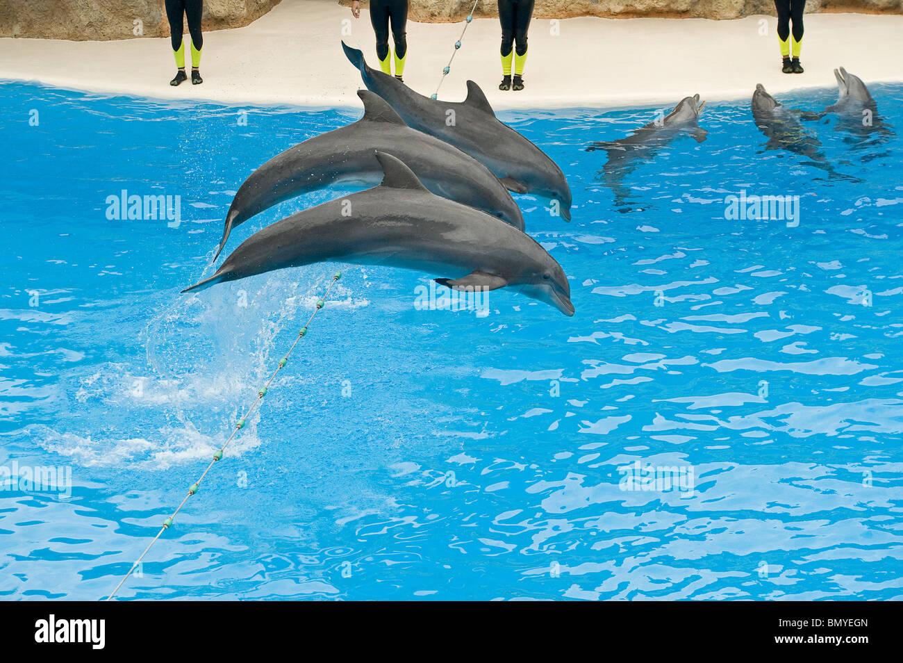 dolphins - jumping Stock Photo