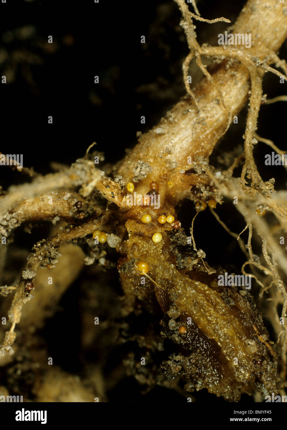 Golden potato cyst nematode , Globodera rostochiensis,  cysts on a potato root Stock Photo