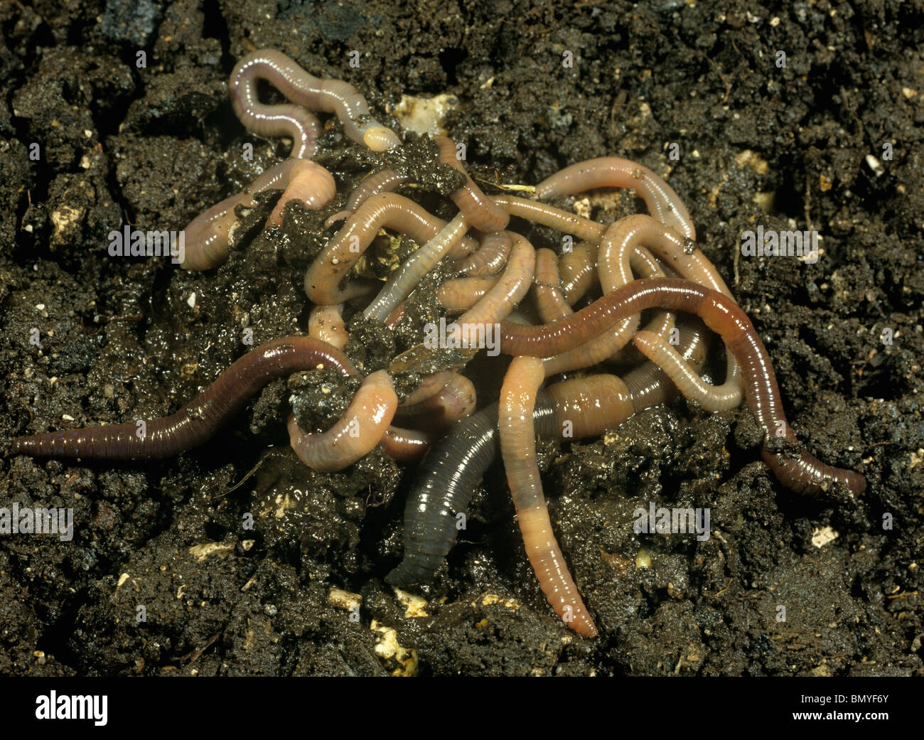 A tangled mass of earthworms on the soil surface Stock Photo