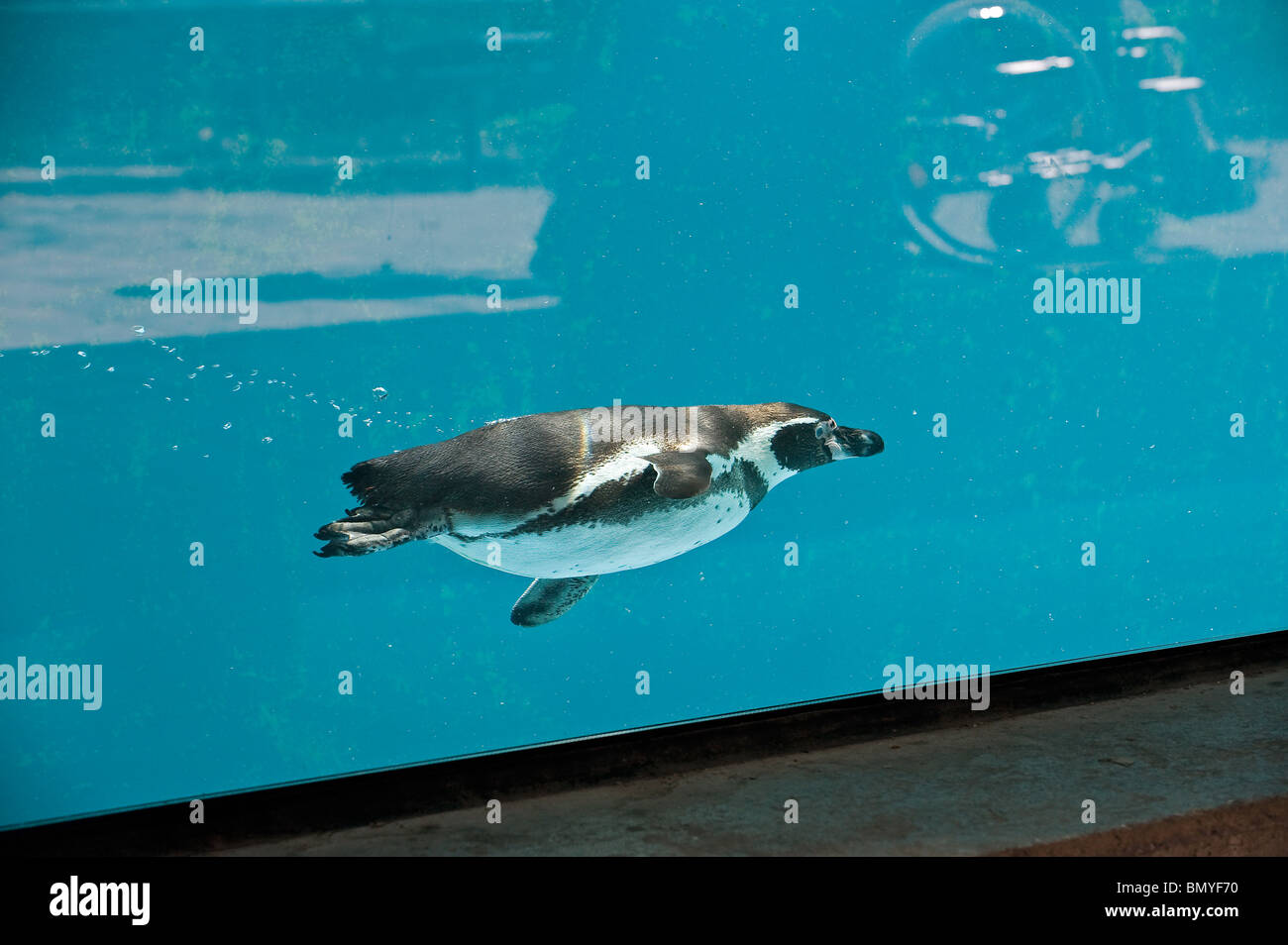 Humboldt Penguin (Spheniscus humboldti), swimming under water Stock Photo