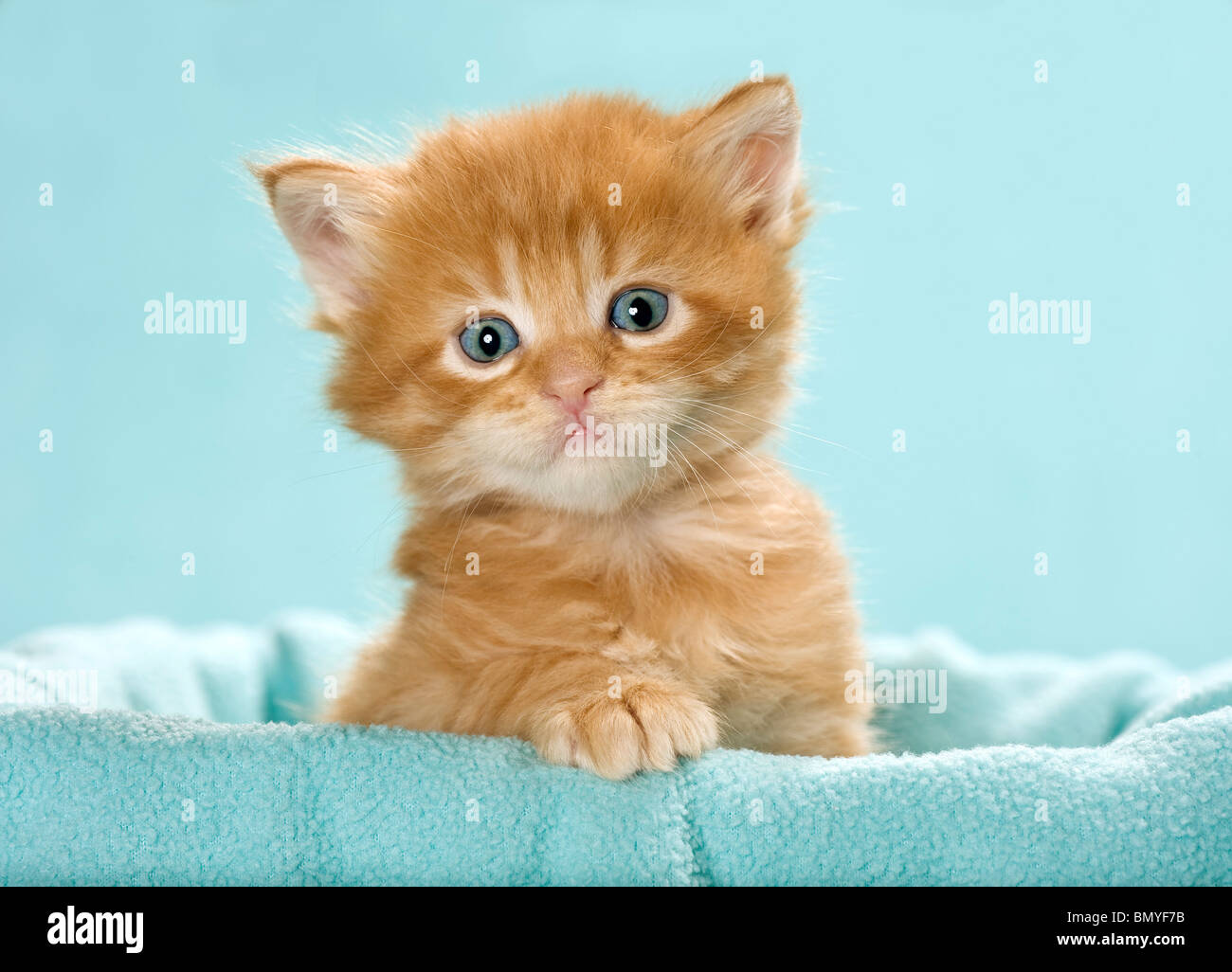 Maine Coon cat (red tabby) kitten portrait Stock Photo