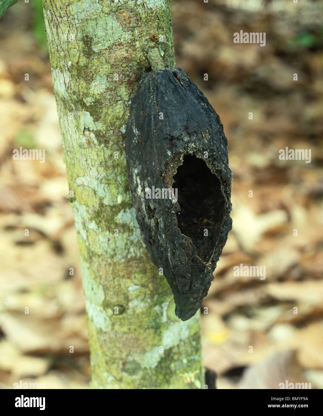 Rat or squirrel rodent damage to a cocoa pod on the bush, Malaysia Stock Photo