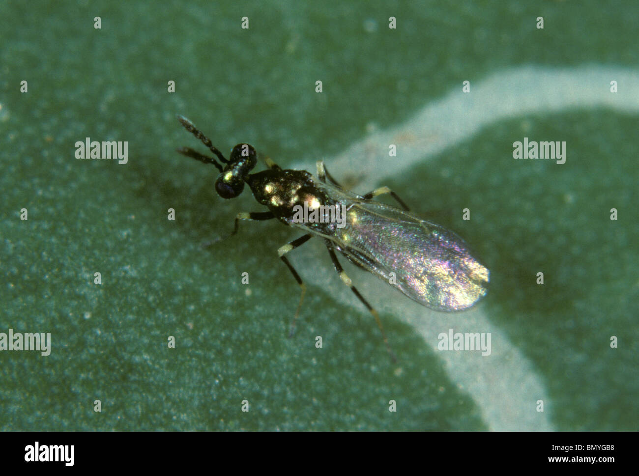 Two parasitoid wasp (Diglyphus isaea) investigating a leafminer larva within a leaf gallery Stock Photo