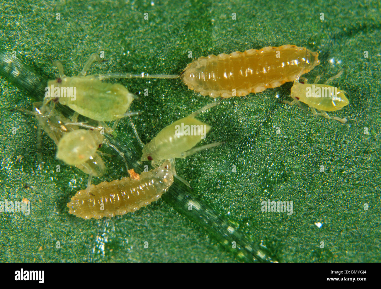 Predatory midge (Aphidoletes aphidimyza) aphid predator with greenfly prey Stock Photo