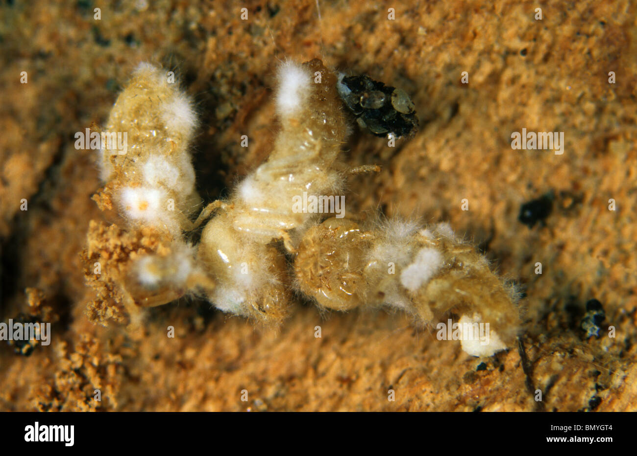 Termites (Reticulitermes flavipes) killed by a pathogenic fungus (Metarhizum spp.) Stock Photo