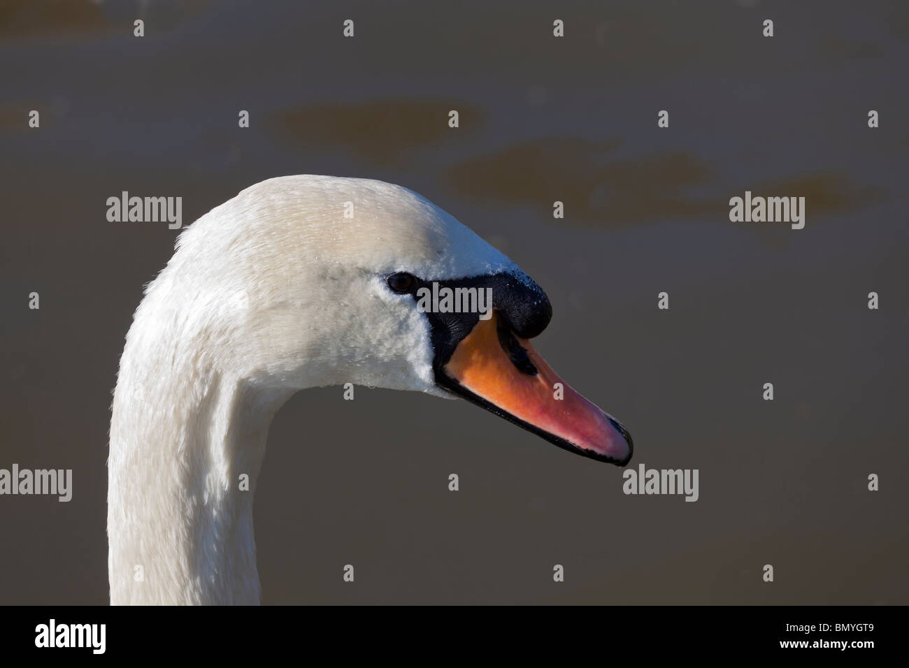 The head and neck of a Mute Swan. Stock Photo