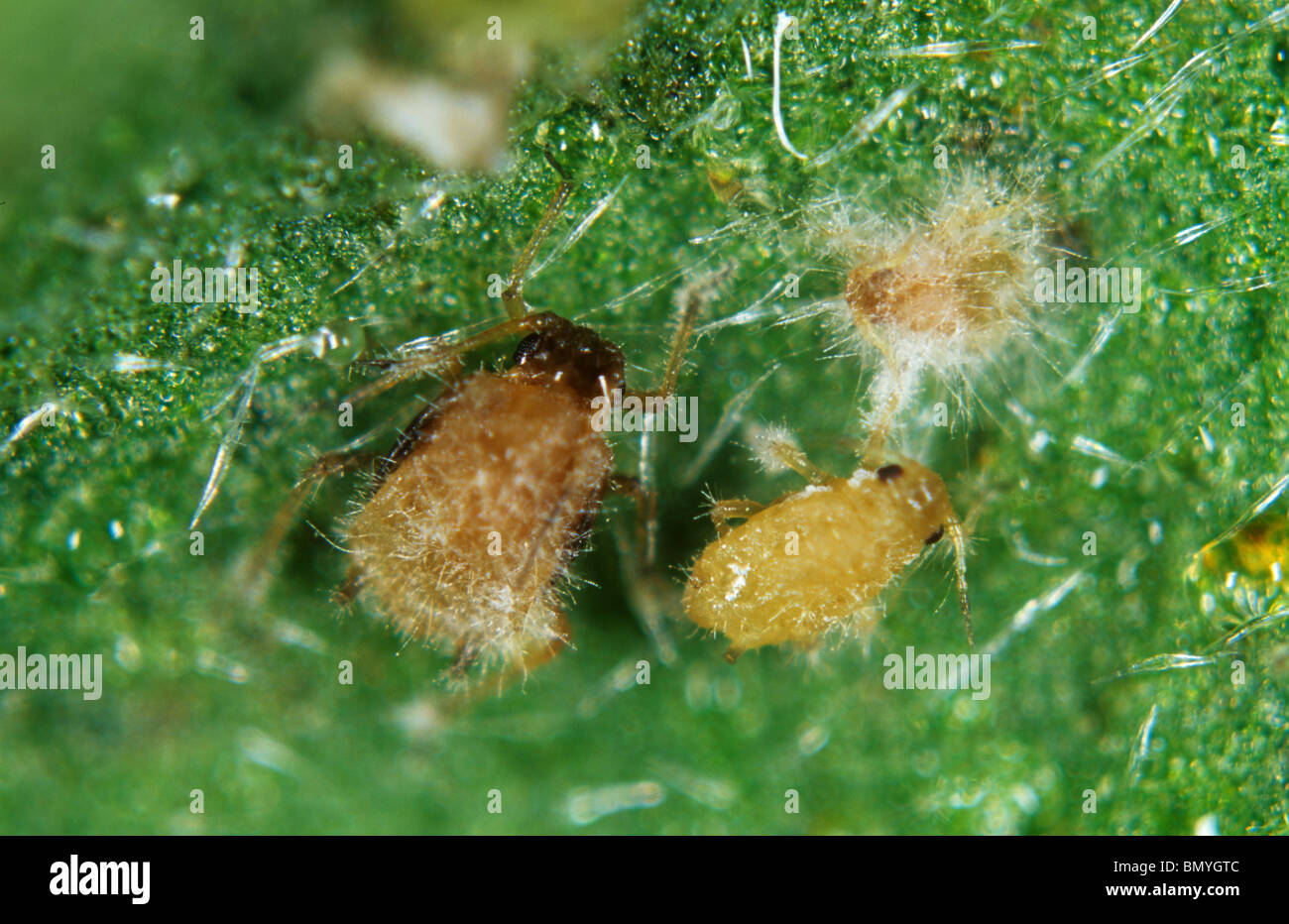 Early development of entomopathogenic fungus Verticillium lecanii on aphid host pests Stock Photo