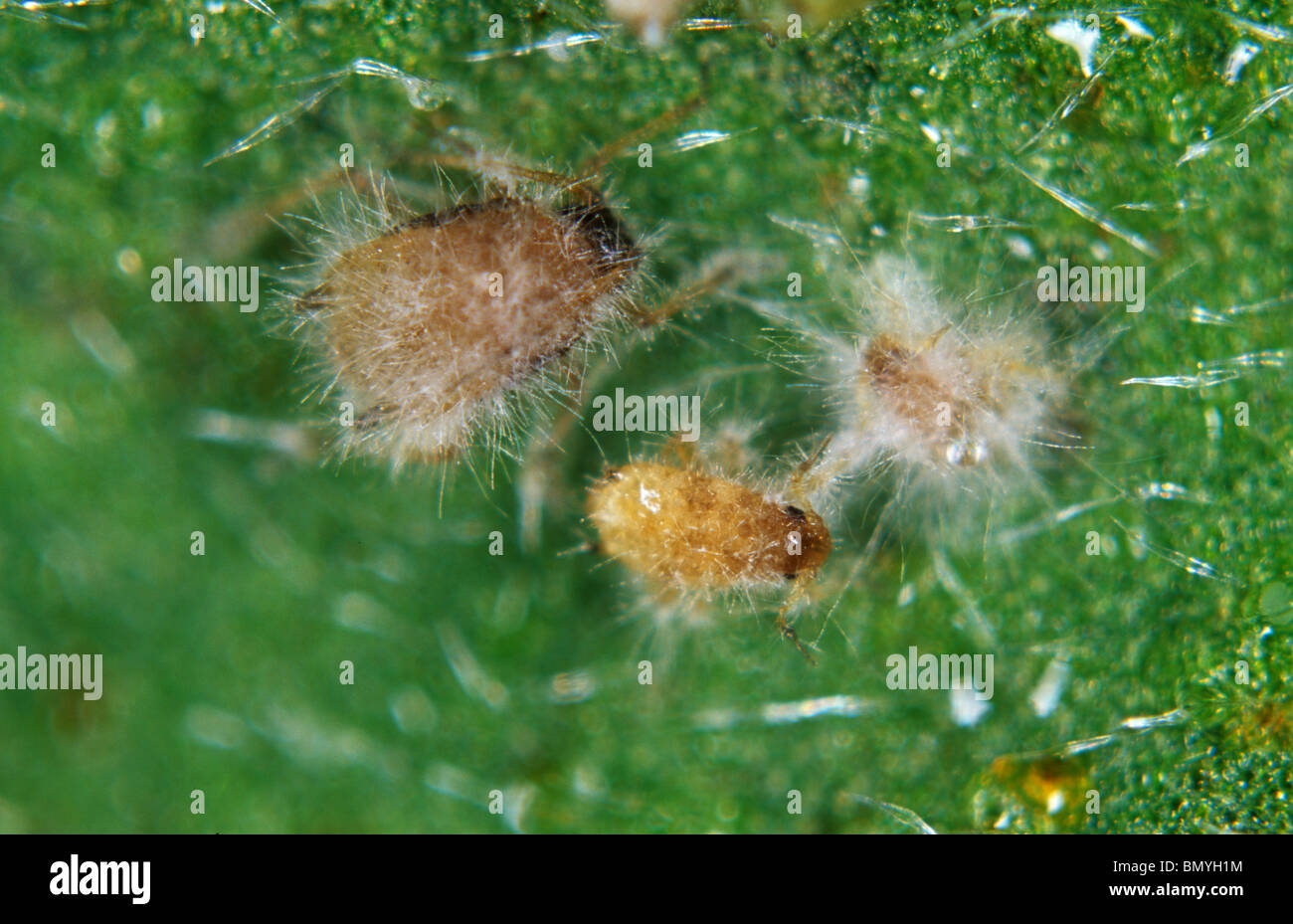 Development of entomopathogenic fungus Verticillium lecanii on aphid host pests - 2 in series Stock Photo