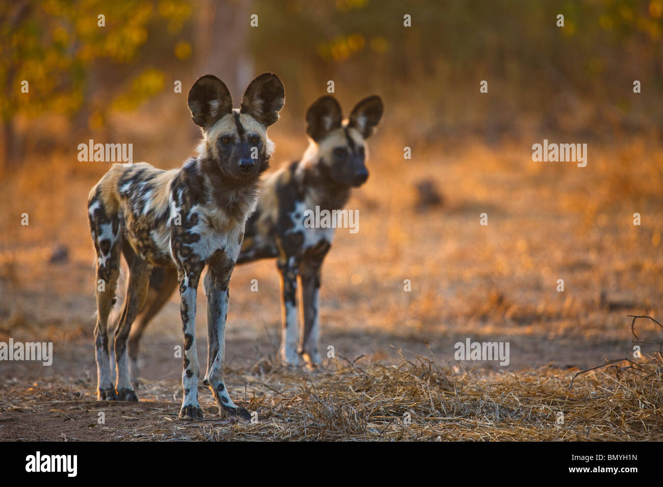African Wild Dog (Lycaon pictus). Two individuals standing. Stock Photo