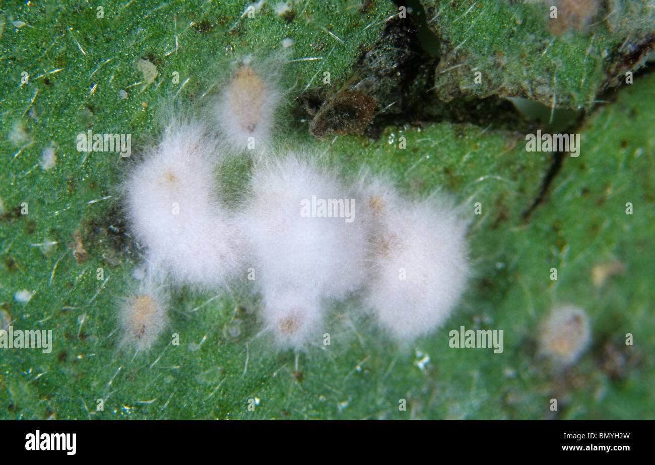 Development of entomopathogenic fungus Verticillium lecanii on aphid host pests - forth in series Stock Photo