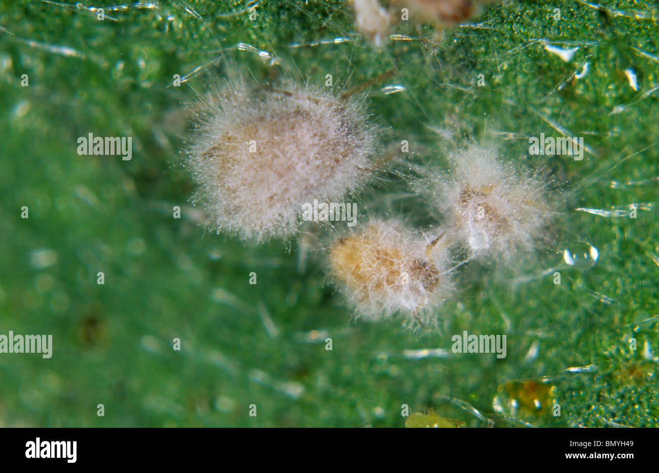 Development of entomopathogenic fungus Verticillium lecanii on aphid host pests - third in series Stock Photo