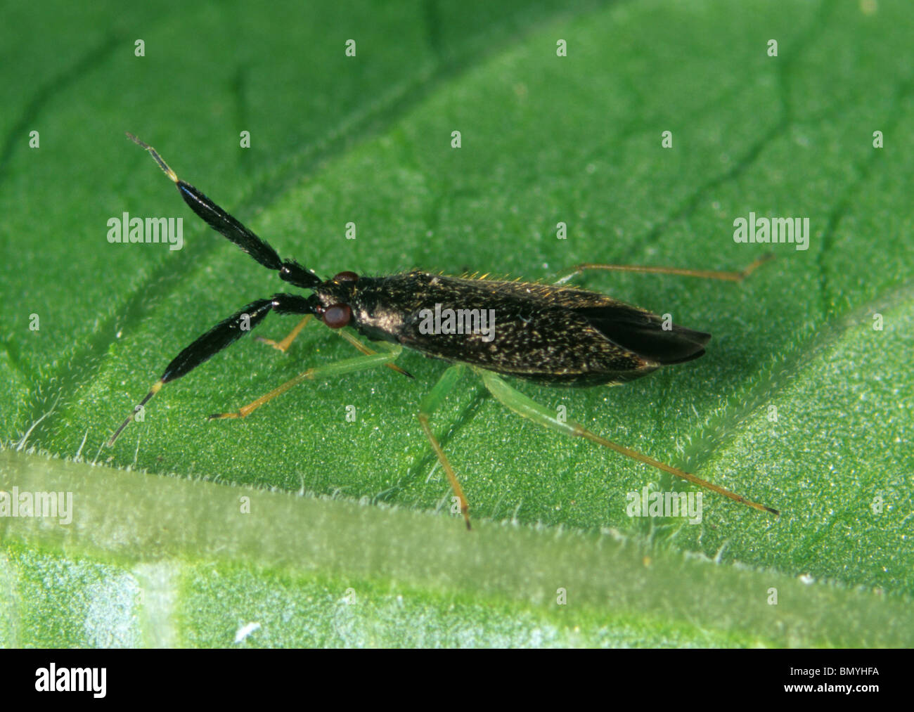 A predatory bug (Heterotoma planicornis) adult predator Stock Photo