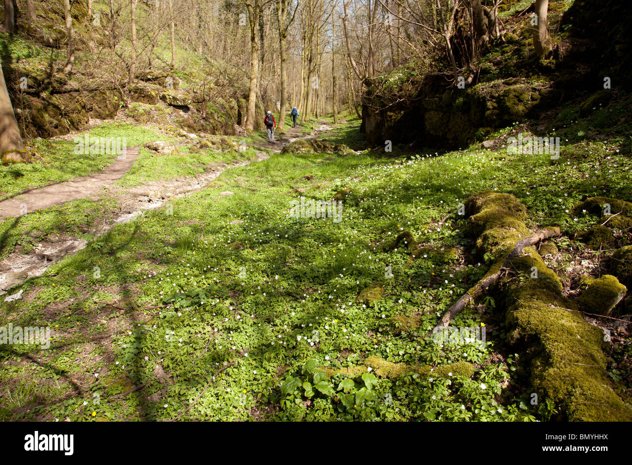 Rusden Wood near to Middleton in the Peak district National Park