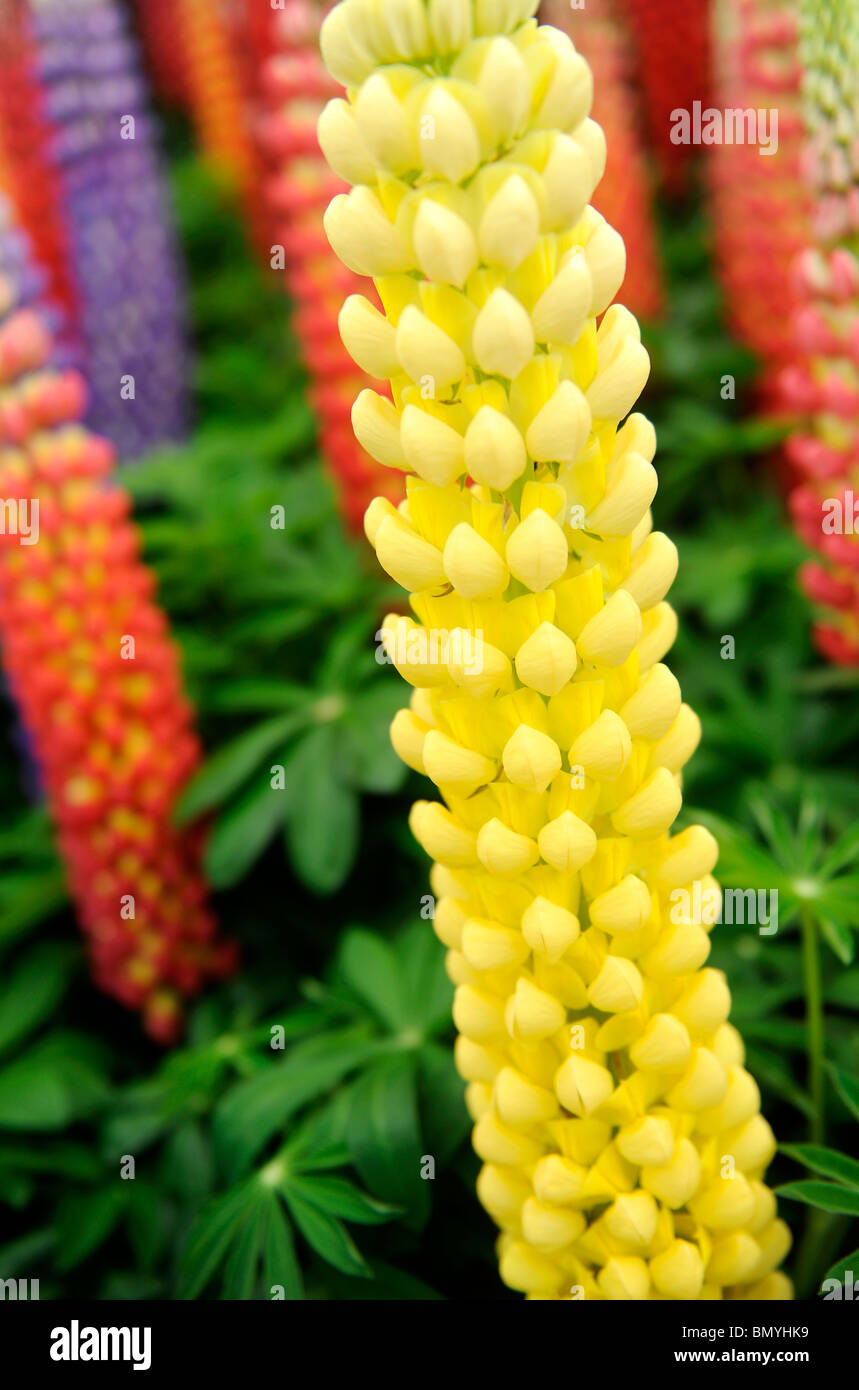 Brightly coloured flowers Stock Photo