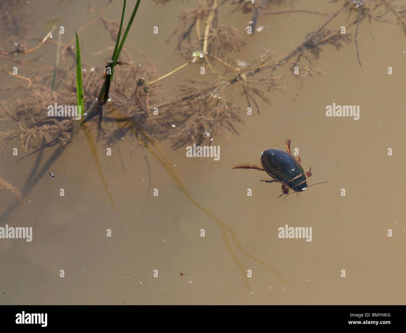 A Male Predatory Great Diving Beetle (Dytiscus marginalis), England Stock Photo