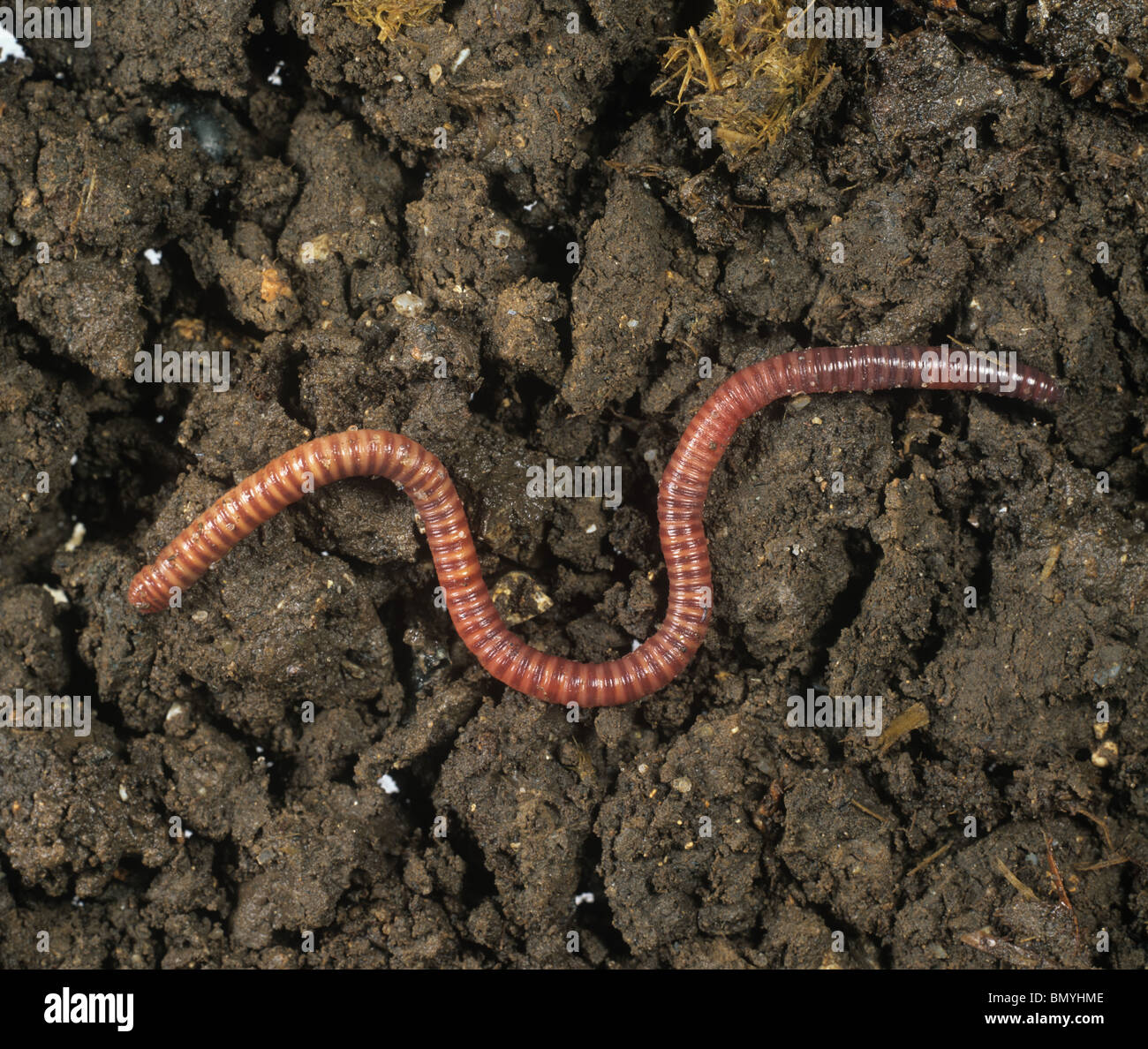Redworm, brandling or tiger worm (Eisenia foetida) on soil surface Stock Photo