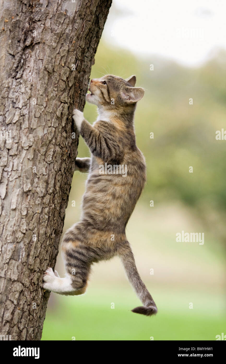 domestic cat kitten climbing tree Stock Photo Alamy