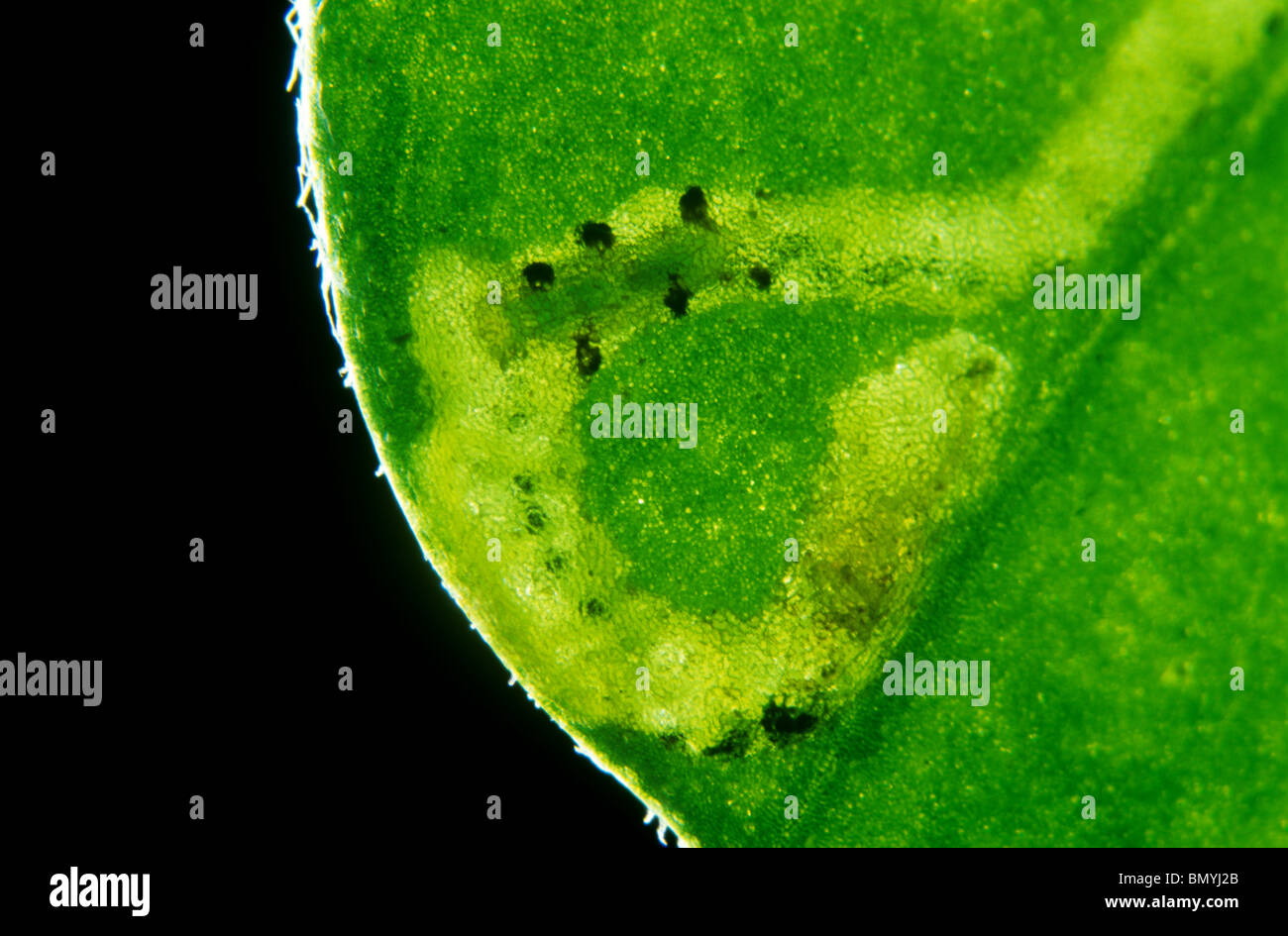 Parasitoid wasp (Diglyphus isaea) pupa in leaf mine with 'pit props' for support Stock Photo