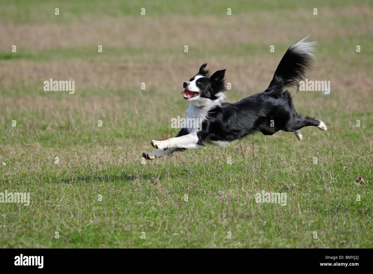 half breed dog running meadow Stock Photo