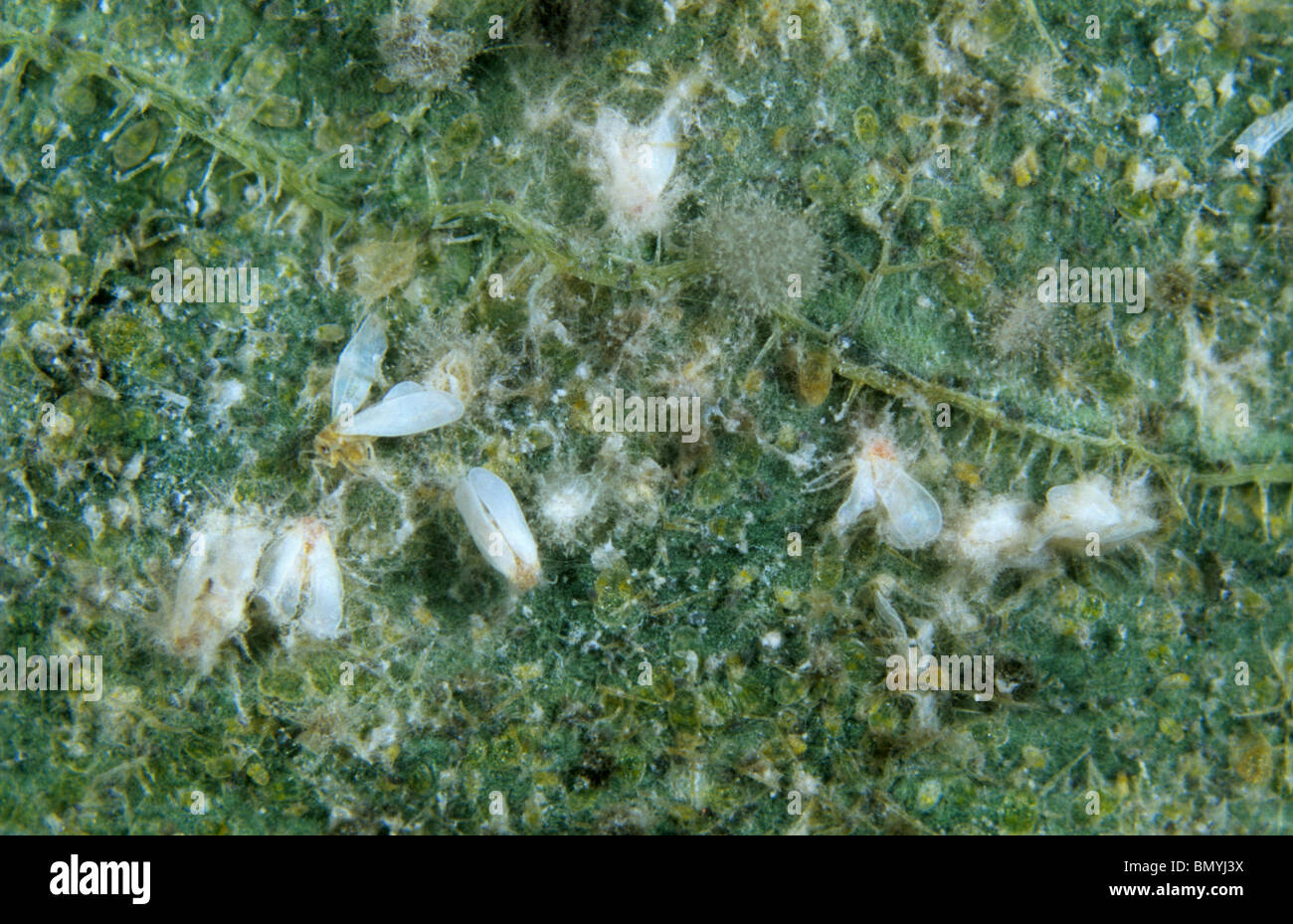 Glasshouse whitefly (Trialeurodes vaporariorium) killed by Verticillium lecanii fungi Stock Photo