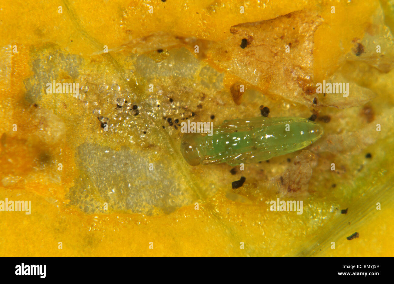 Parasitoid wasp (Diglyphus isaea) pupa developed externally on its leafminer host Stock Photo