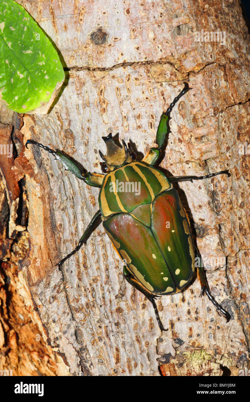 African flower beetle hi-res stock photography and images - Alamy