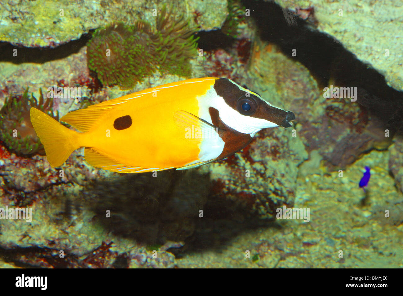 Foxface Rabbitfish / Siganus unimaculatus Stock Photo Alamy