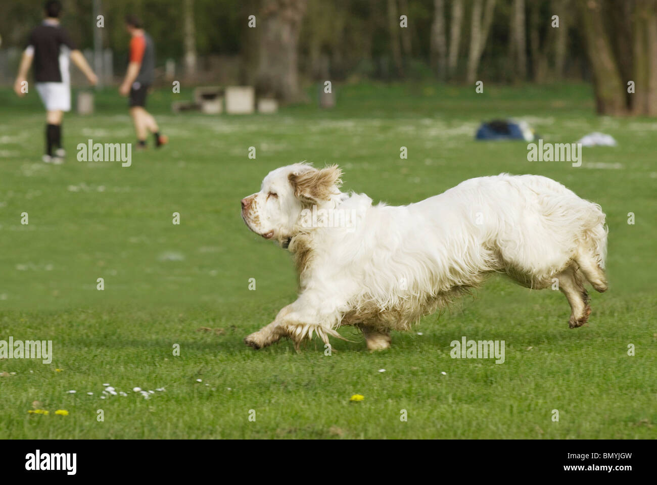 Clumber Spaniel dog - running on a meadow Stock Photo