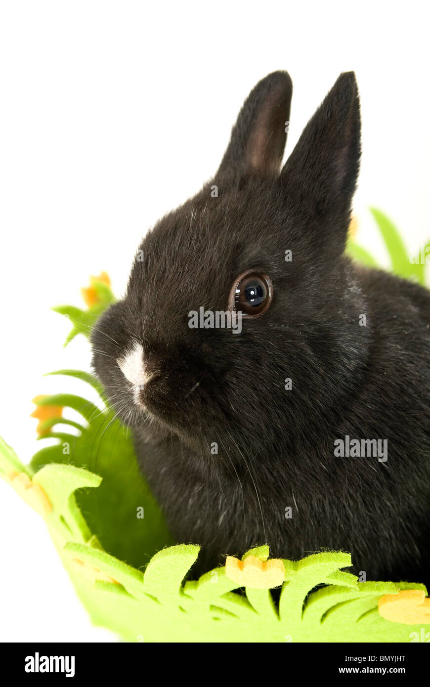 Black rabbit hi-res stock photography and images - Alamy