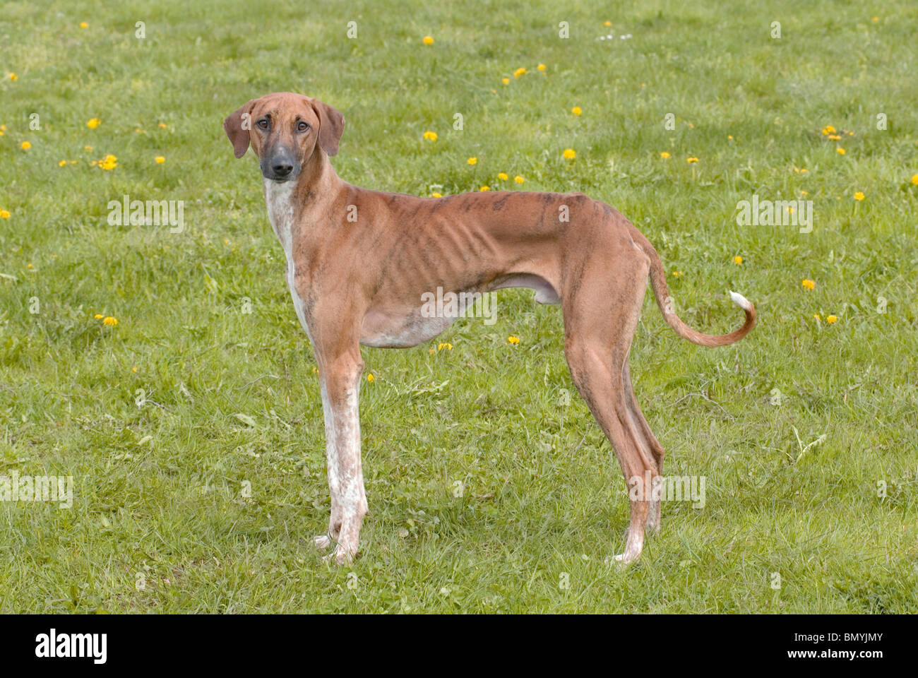 sighthound azawakh