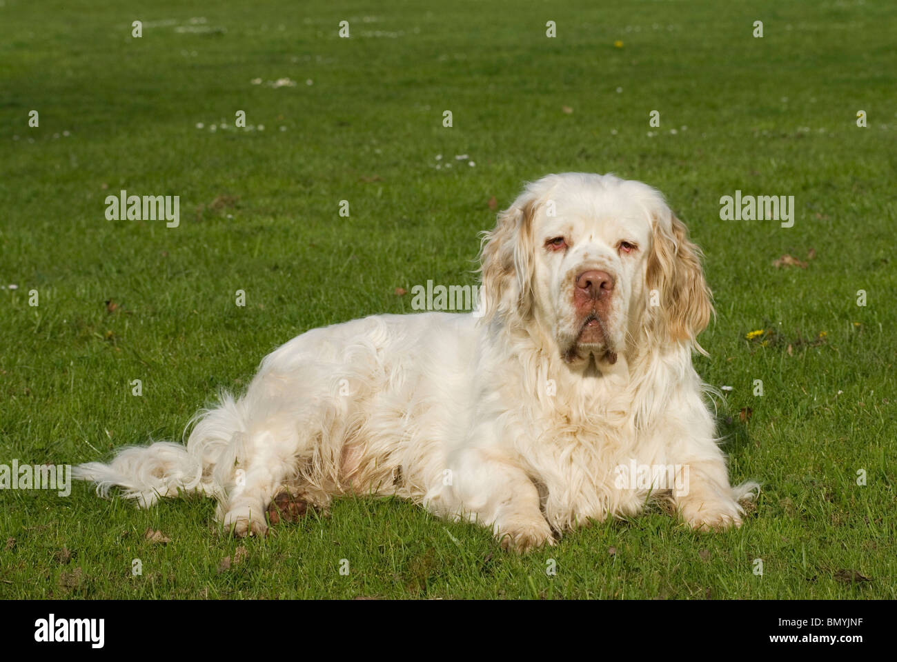 Clumber Spaniel dog lying meadow Stock Photo