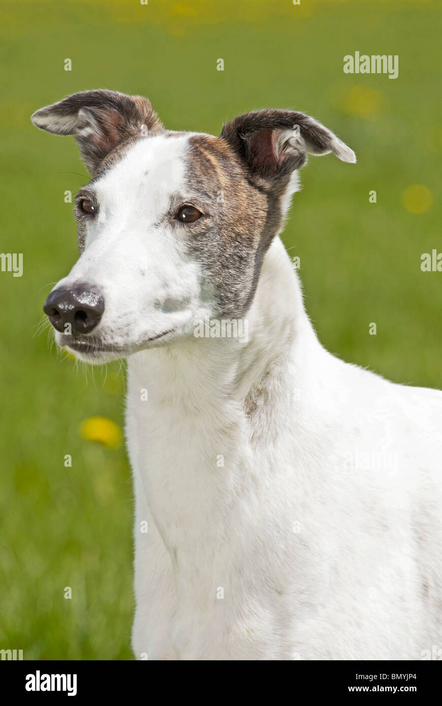 Magyar Agar dog portrait Stock Photo
