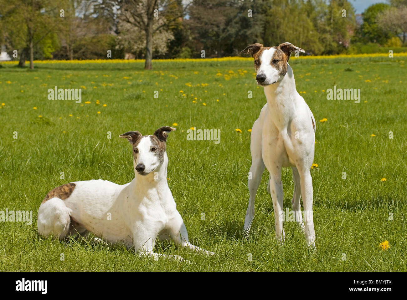 Magyar Agar. Two adult dogs on a meaddow Stock Photo