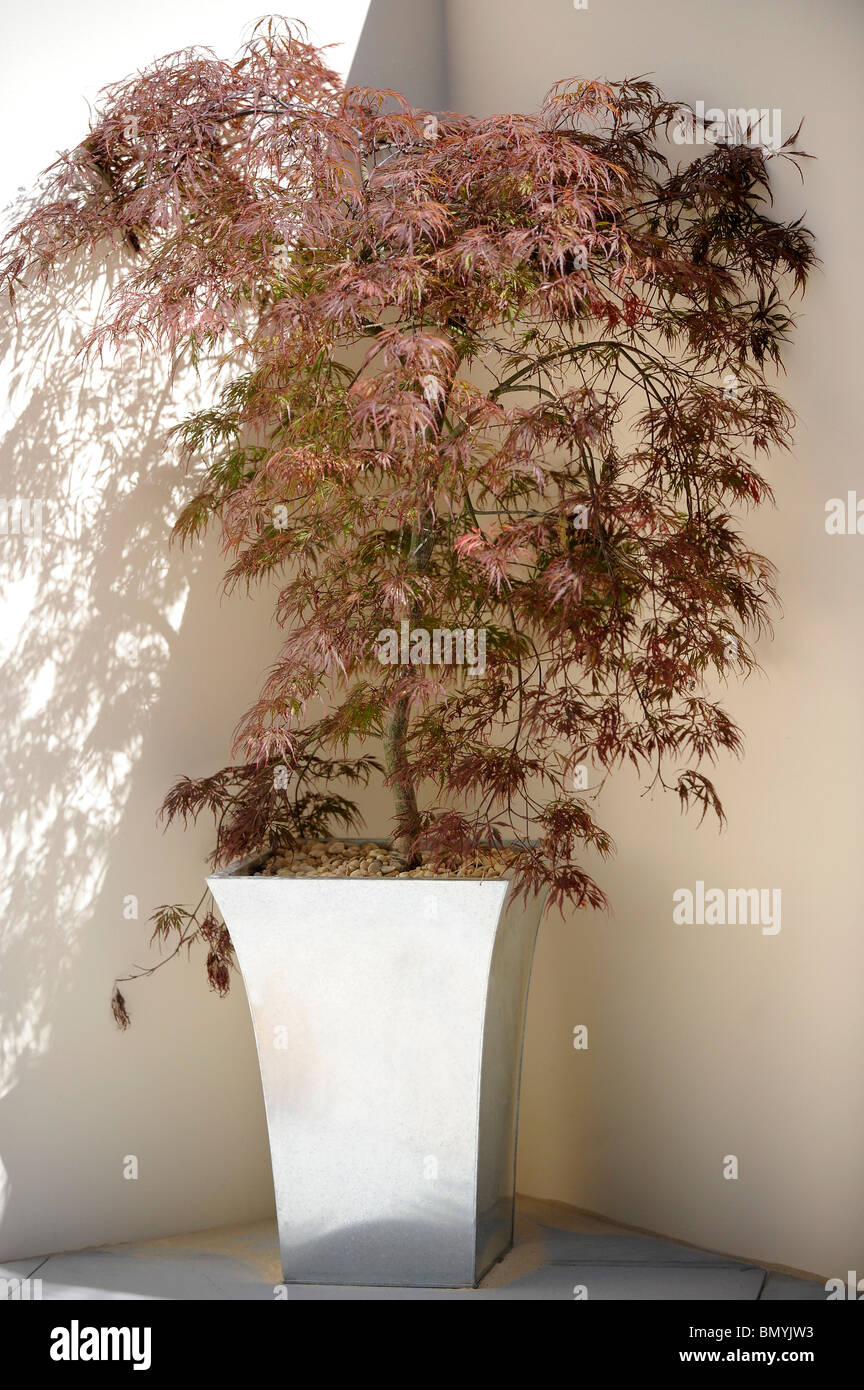 A potted Japanese Acer plant Stock Photo