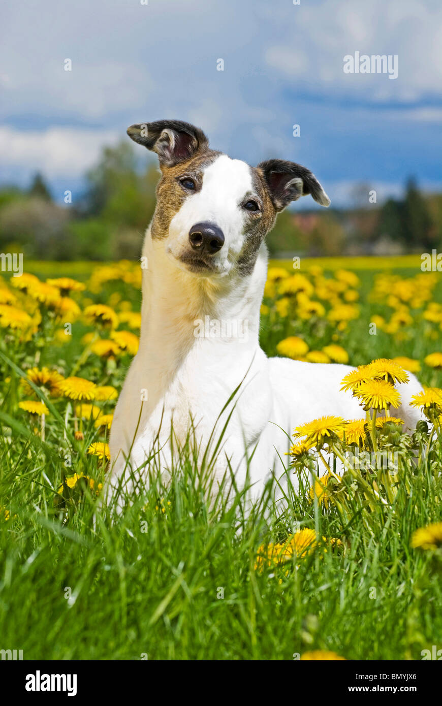 Magyar Agar dog lying flower meadow Stock Photo
