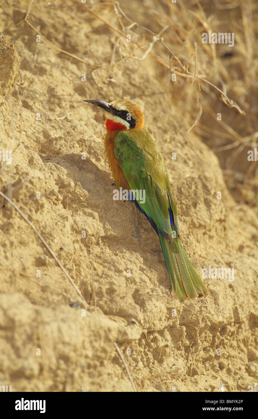 White-fronted Bee-eater at a slope / Merops bullockoides Stock Photo ...